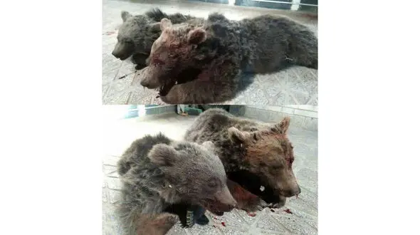 کشته شدن 2 خرس قهوه ای در شاهرود + عکس