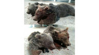 کشته شدن 2 خرس قهوه ای در شاهرود + عکس