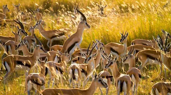 تجمع غزال های درخشان در دشت های سرسبز 