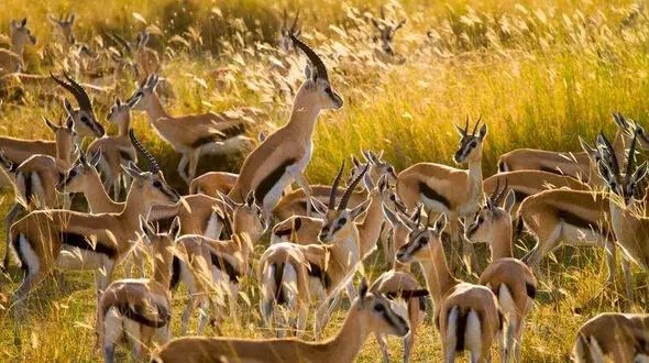 تجمع غزال های درخشان در دشت های سرسبز 