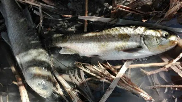 در این 3 شهر خوزستان ماهی تازه نخرید! / ماهیگیری با استفاده از مواد سمی+ فیلم