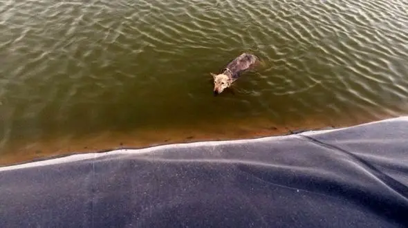 2 گرگ را به جای کشتن نجات دادند / در اشتهارد رخ داد