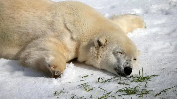 برف بازی خرس قطبی در باغ وحش + فیلم