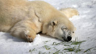 برف بازی خرس قطبی در باغ وحش + فیلم
