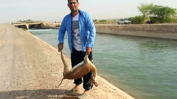 مرگ یک آهوی دیگر در کانال سازمان آب و برق خوزستان +عکس
