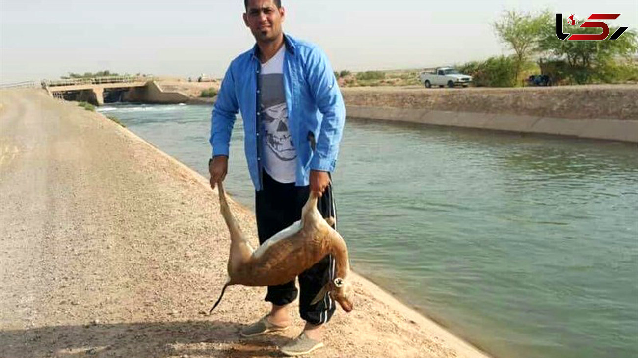 مرگ یک آهوی دیگر در کانال سازمان آب و برق خوزستان +عکس