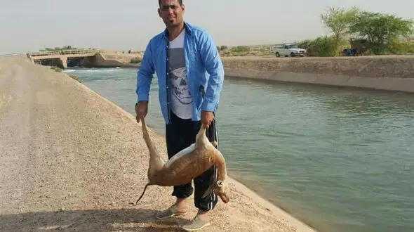 مرگ یک آهوی دیگر در کانال سازمان آب و برق خوزستان +عکس