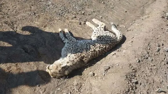 کشته شدن یک یوز در توران شاهرود / فاجعه پشت فاجعه