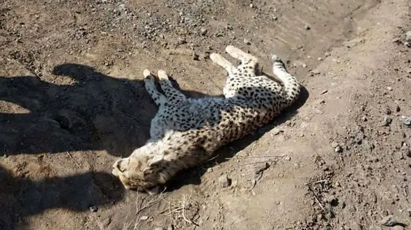 کشته شدن یک یوز در توران شاهرود / فاجعه پشت فاجعه