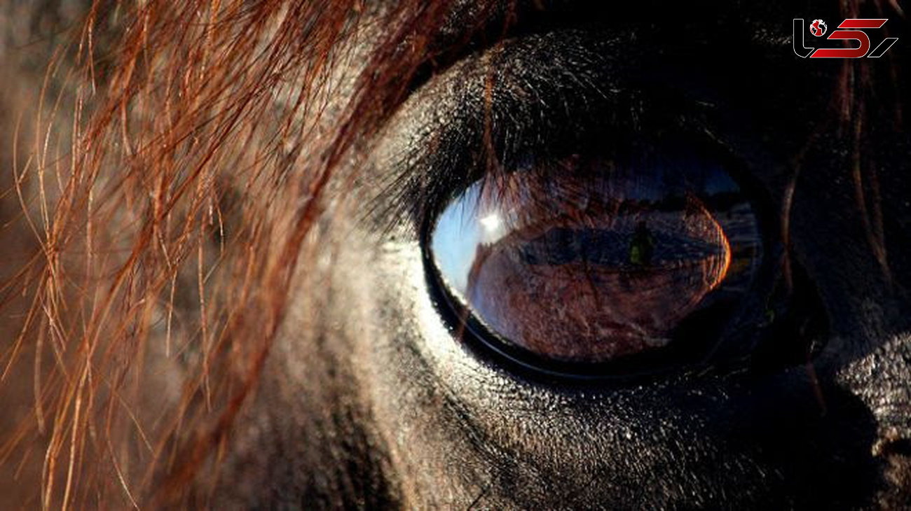 اسب‌ها می‌توانند با ما 'حرف بزنند'