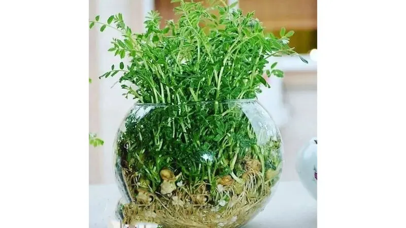 سبزه نخود