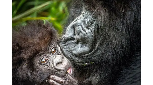 عشق زیبای گوریل مادر به فرزندش +تصاویر 