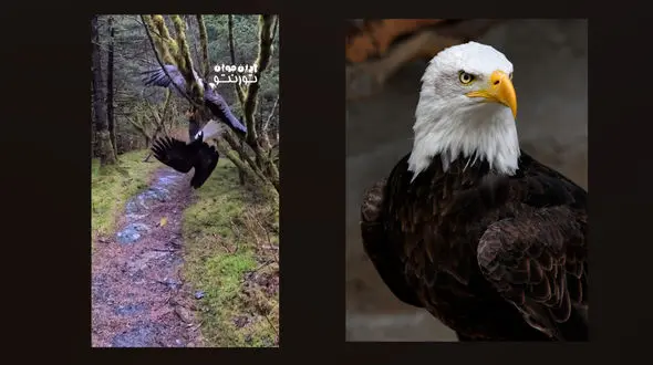 فیلم باورنکردنی گرفتاری همزمان  2  عقاب سرسفید در شاخه های یک درخت کوچک ! /  ابهتشان زیر سوال رفت !