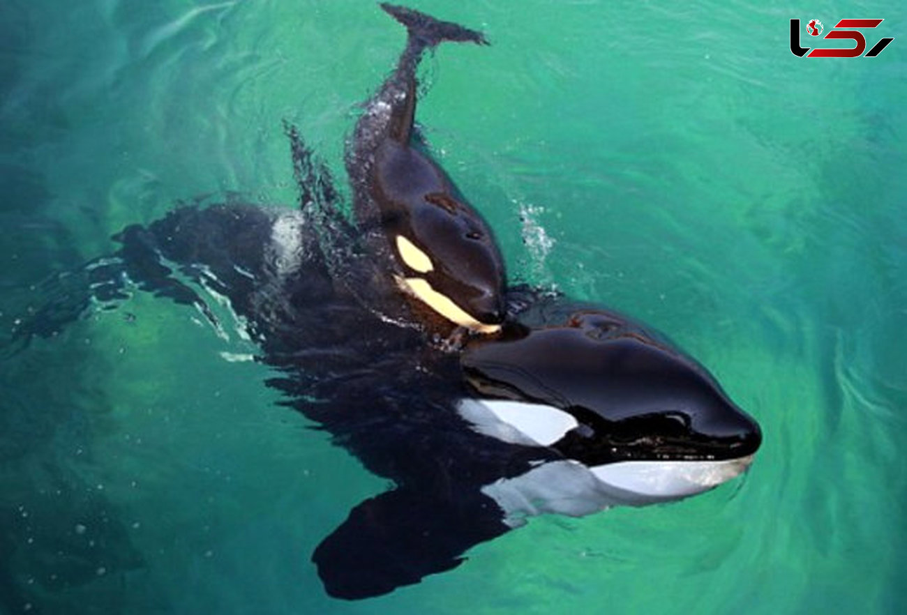 نهنگ قاتل سلام می کند!