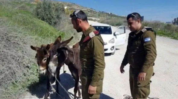 گازگرفتن یک الاغ زن نظامی را روانه بیمارستان کرد / در سرزمین اشغالی رخ داد