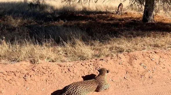 فیلم گوزن بخت برگشته متوجه حضور پلنگ نشد و شکار شد!
