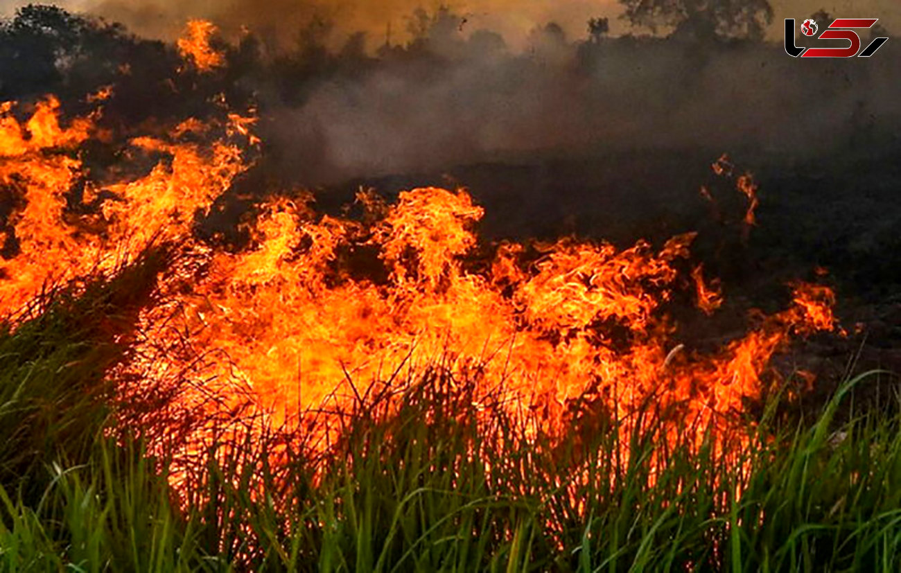 آتش به جان جنگل‌های مرکزی پرتغال افتاد