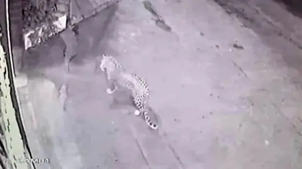 عکس جولان پلنگ وحشی در تهران ! / شکار سگ  و گربه های تهران توسط پلنگ جوان !