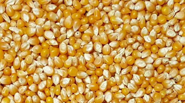 راز وحشتناک 33 هزار تن ذرت مشکوک  در خراسان رضوی 