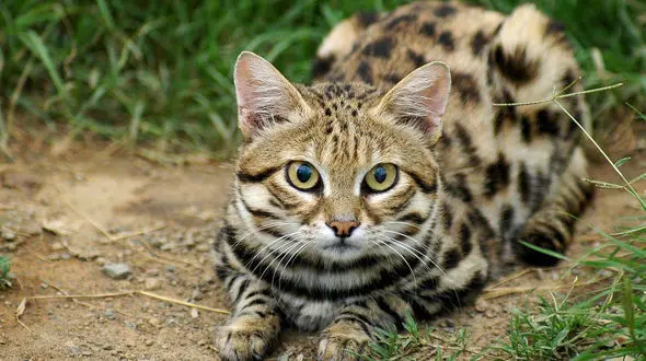 فیلم/ گربه شکارچی با تلاش فراوان ماهی ماهیگیر را دزدید