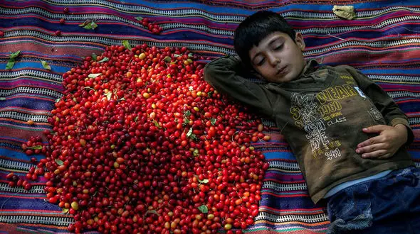 تصاویر برداشت زغال اخته /  سمبلی از هویت کلیبر