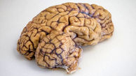 ساخت نخستین مدل مجازی مغز 