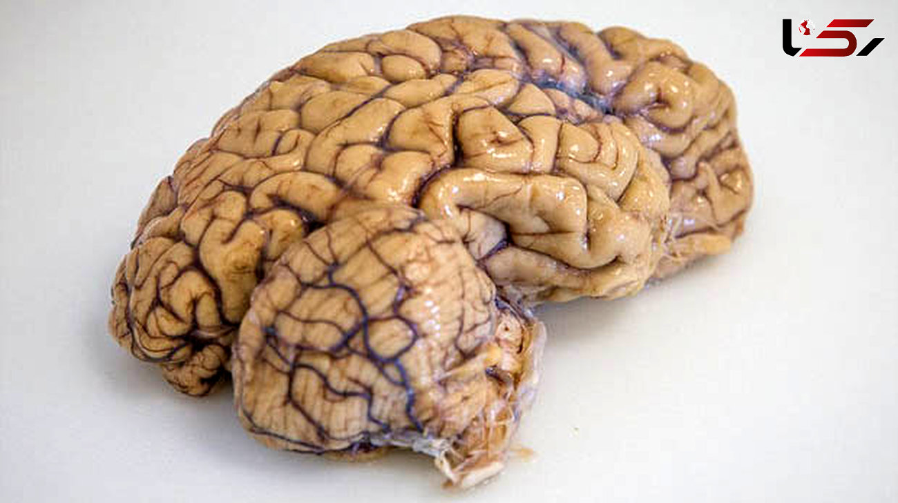 ساخت نخستین مدل مجازی مغز 