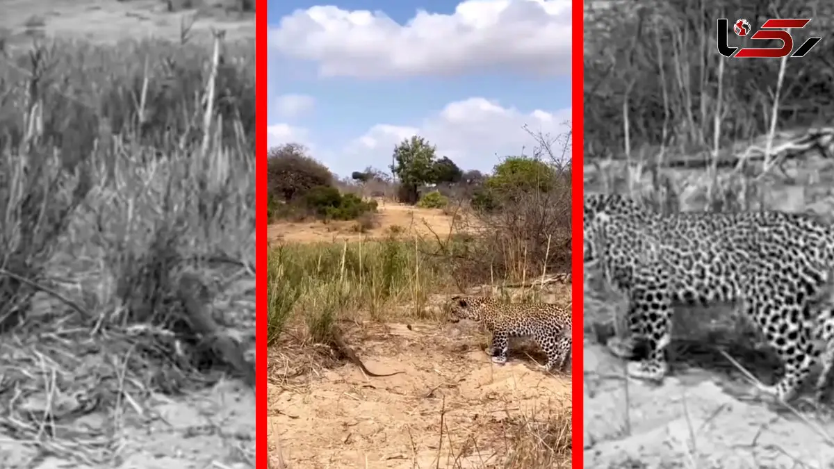 فیلم رویارویی پلنگ با مارمولک غول پیکر