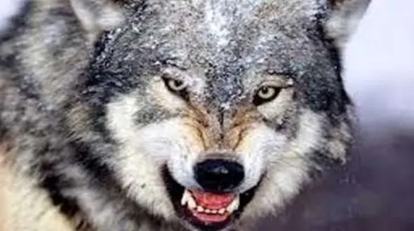 ماجرای عجیب نگهداری گرگ در یک مغازه کرج؛ تصاویر را ببینید