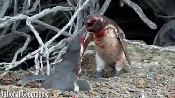 دعوای خونین پنگوئن نر با رقیب عشقی اش+ فیلم عجیب