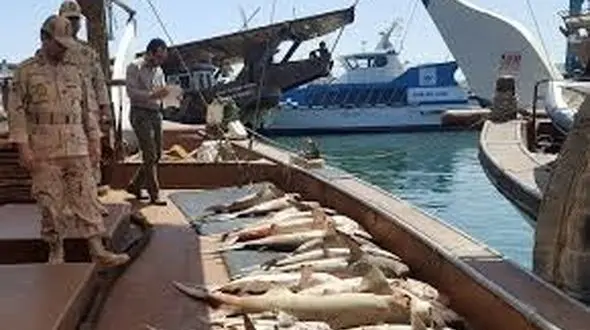 محموله بزرگ قاچاق کوسه در سیستان و بلوچستان کشف شد