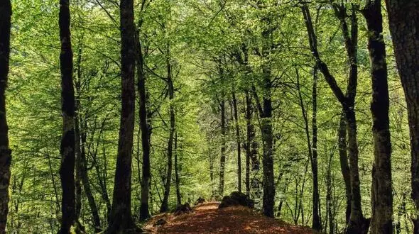 آنچه درباره بیماری جنگل ها باید بدانیم
