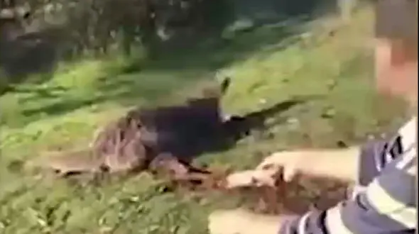 سلاخی جنون آمیز یک کانگرو توسط مرد دیوانه + فیلم  16+