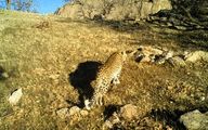 Hopes rise for Persian leopard survival in western Iran