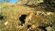 Hopes rise for Persian leopard survival in western Iran