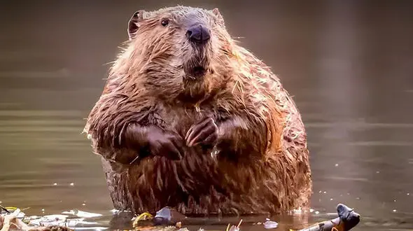 صرفه‌جویی ۱.۲ میلیون دلاری جمهوری چک/ سگ های آبی به جای دولت سد ساختند ! 