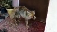 فیلم پناه آوردن روباه زخمی به یک خانواده در مسجد سلیمان + عکس