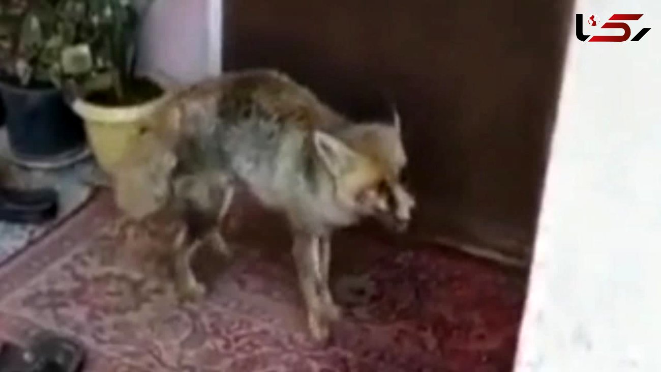 فیلم پناه آوردن روباه زخمی به یک خانواده در مسجد سلیمان + عکس