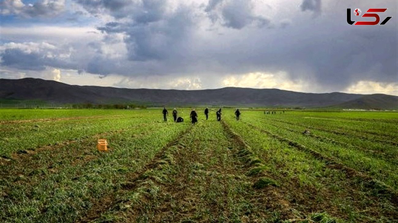 FAO Assists Iranian Farmers with Improving Agriculture Productivity 
