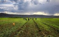FAO Assists Iranian Farmers with Improving Agriculture Productivity 