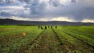 FAO Assists Iranian Farmers with Improving Agriculture Productivity 