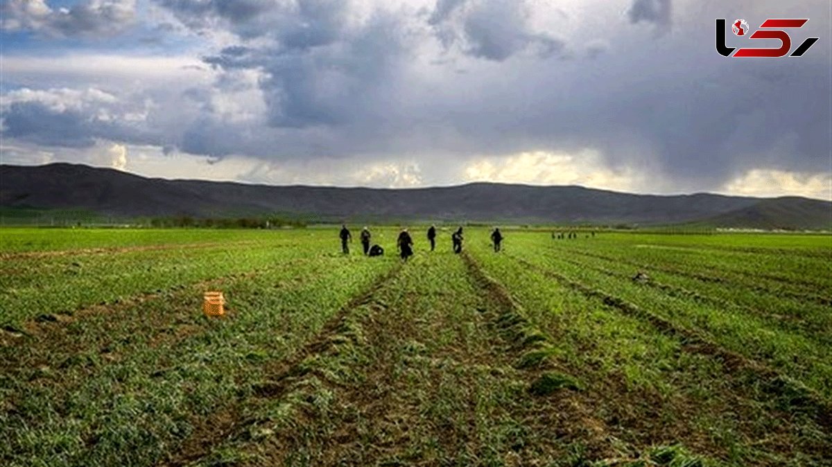 FAO Assists Iranian Farmers with Improving Agriculture Productivity 