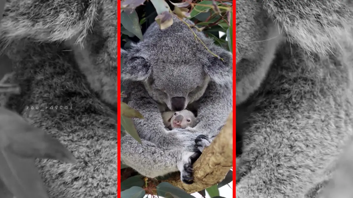 فیلم صحنه بامزه کوآلا مادر و فرزند