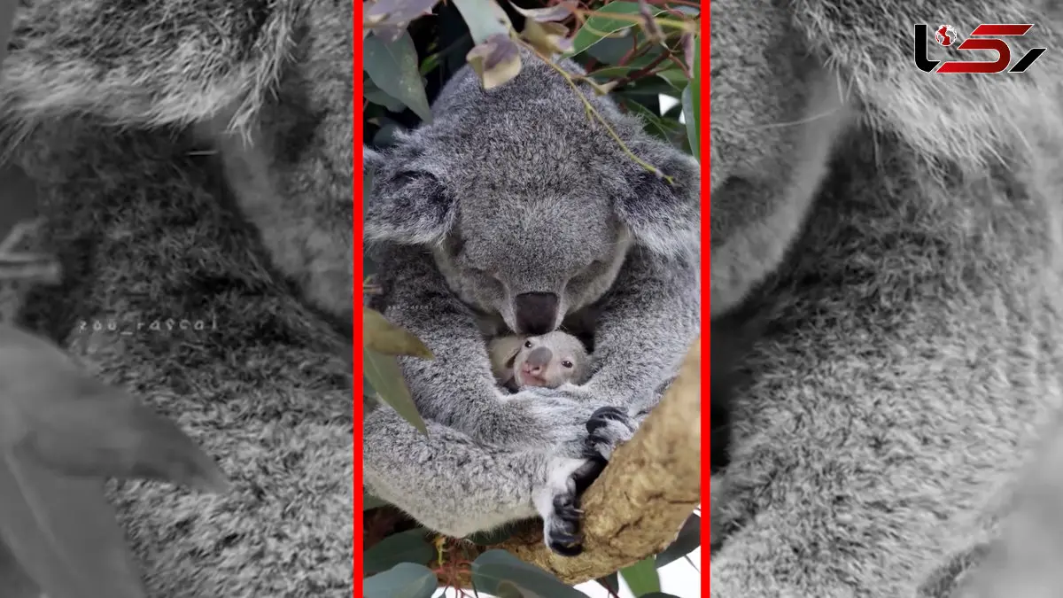 فیلم صحنه بامزه کوآلا مادر و فرزند