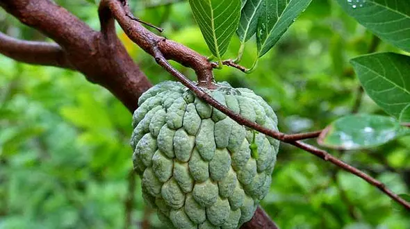 میوه‌ای با طعم خامه+عکس
