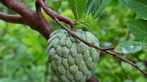 میوه‌ای با طعم خامه+عکس
