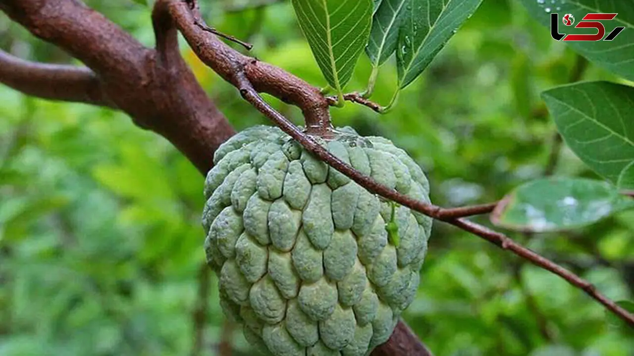 میوه‌ای با طعم خامه+عکس
