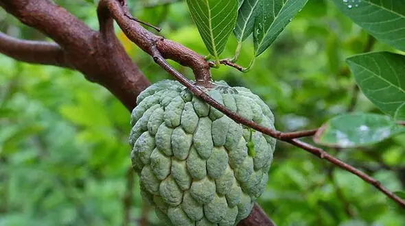 میوه‌ای با طعم خامه+عکس
