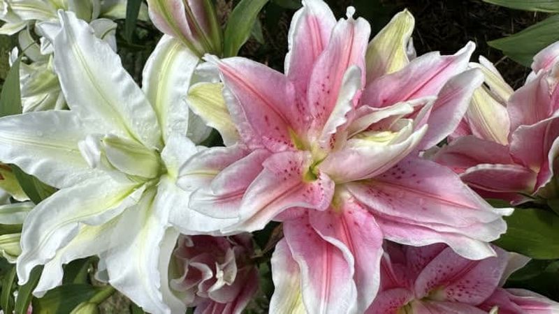 گل لیلی رز (Lily Rose)