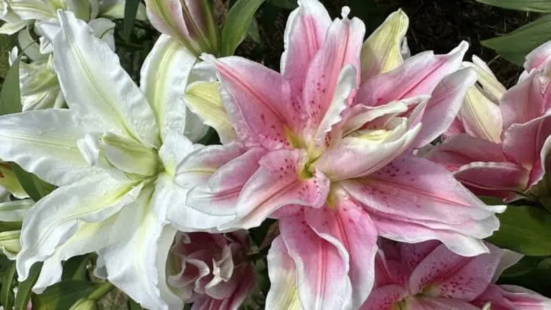 گل لیلی رز (Lily Rose)